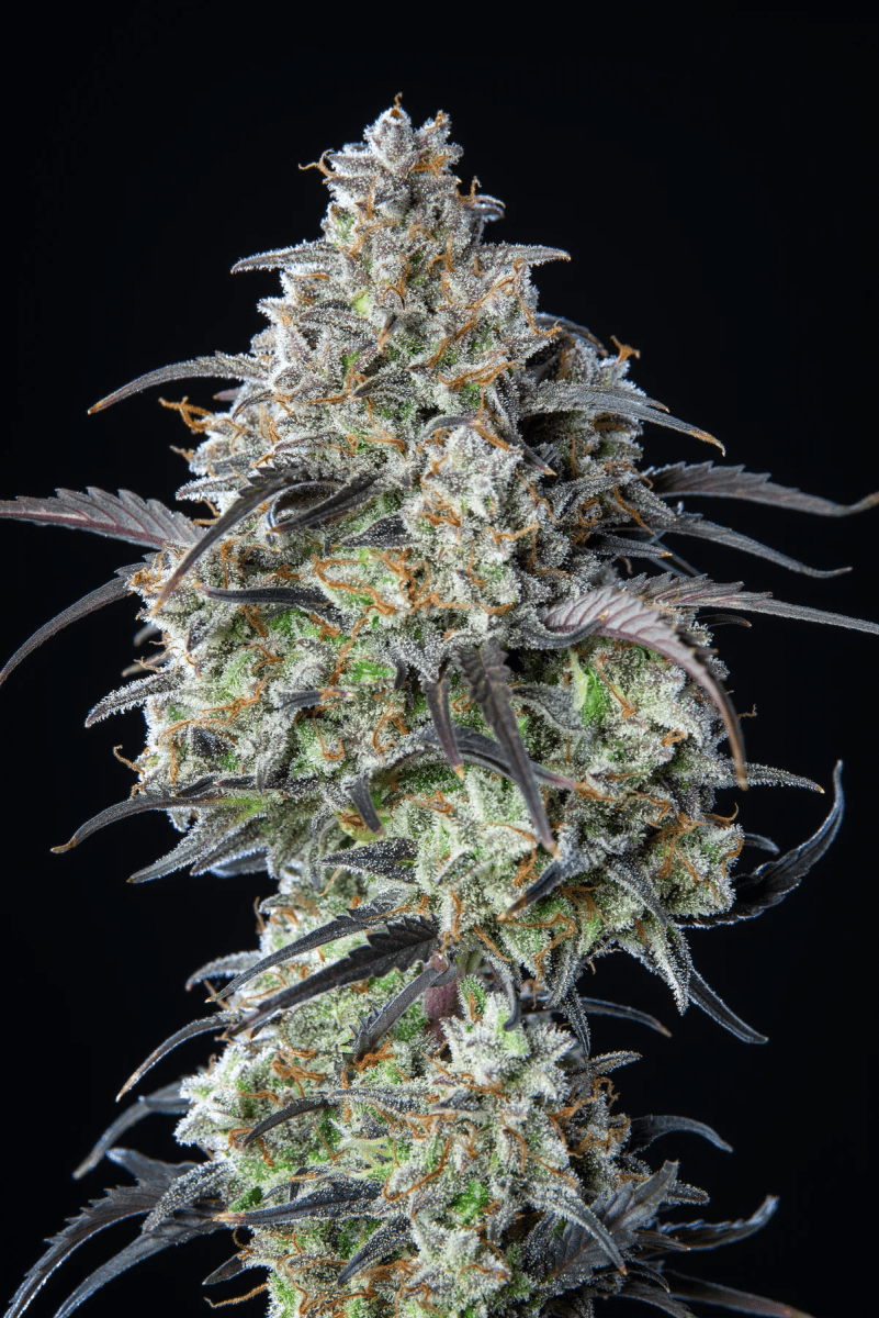 MIMOSA CAKE AUTO-FAST BUDS PACK 3+22