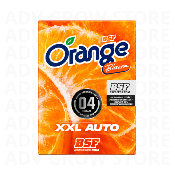 ORANGE BLOSSOM XXL AUTO-BSF SEEDS1