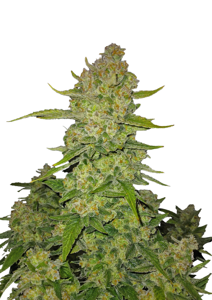 PAPAYA COOKIES AUTO-FAST BUDS PACK 3+22