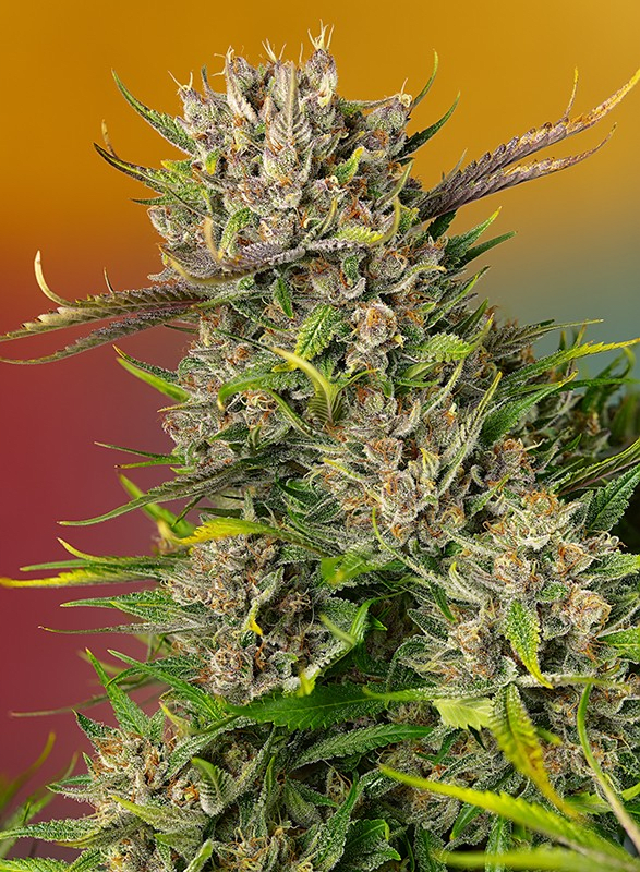 PAPAYA ZOAP AUTO-SWEET SEEDS PACK 3+12