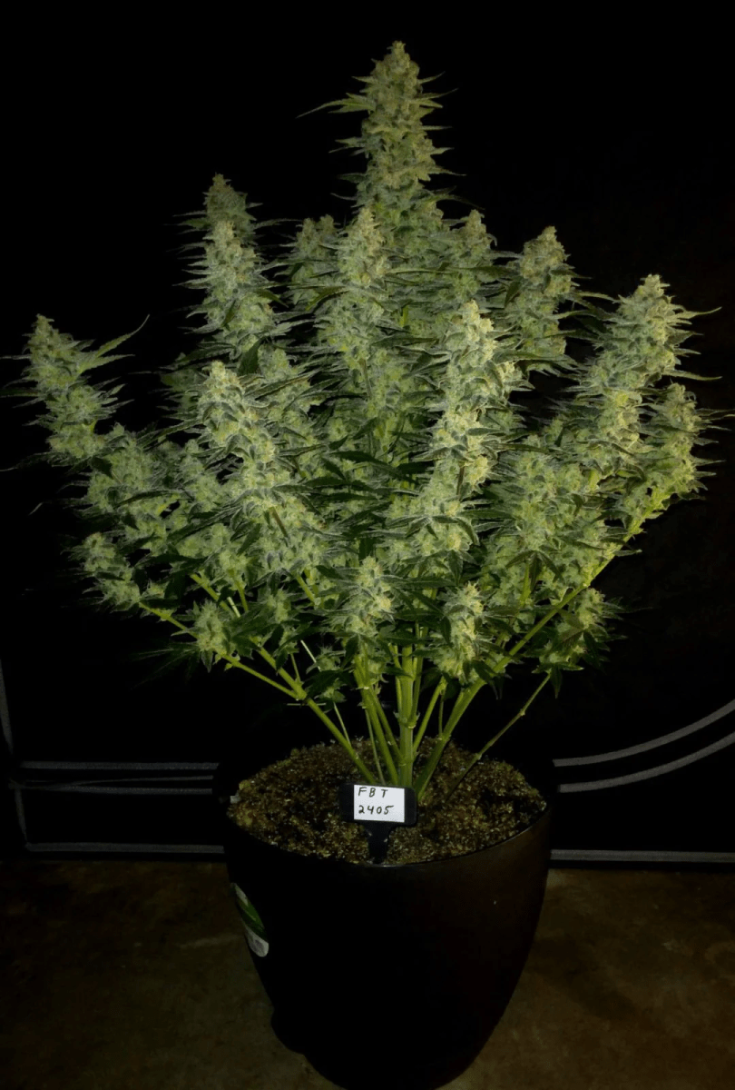 PAPAYA COOKIES AUTO-FAST BUDS PACK 3+23