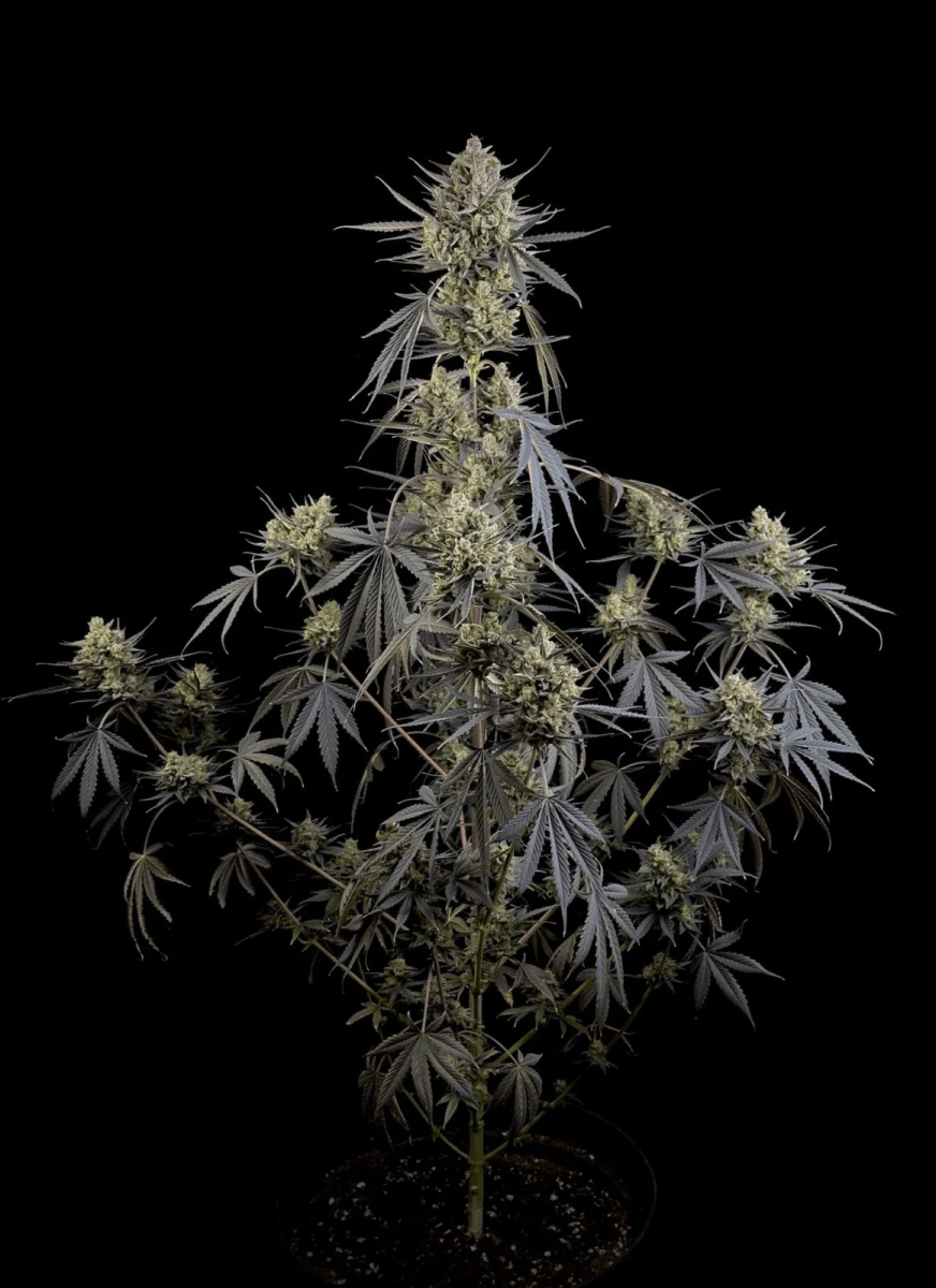 POUND CAKE AUTO-FAST BUDS PACK 3+23