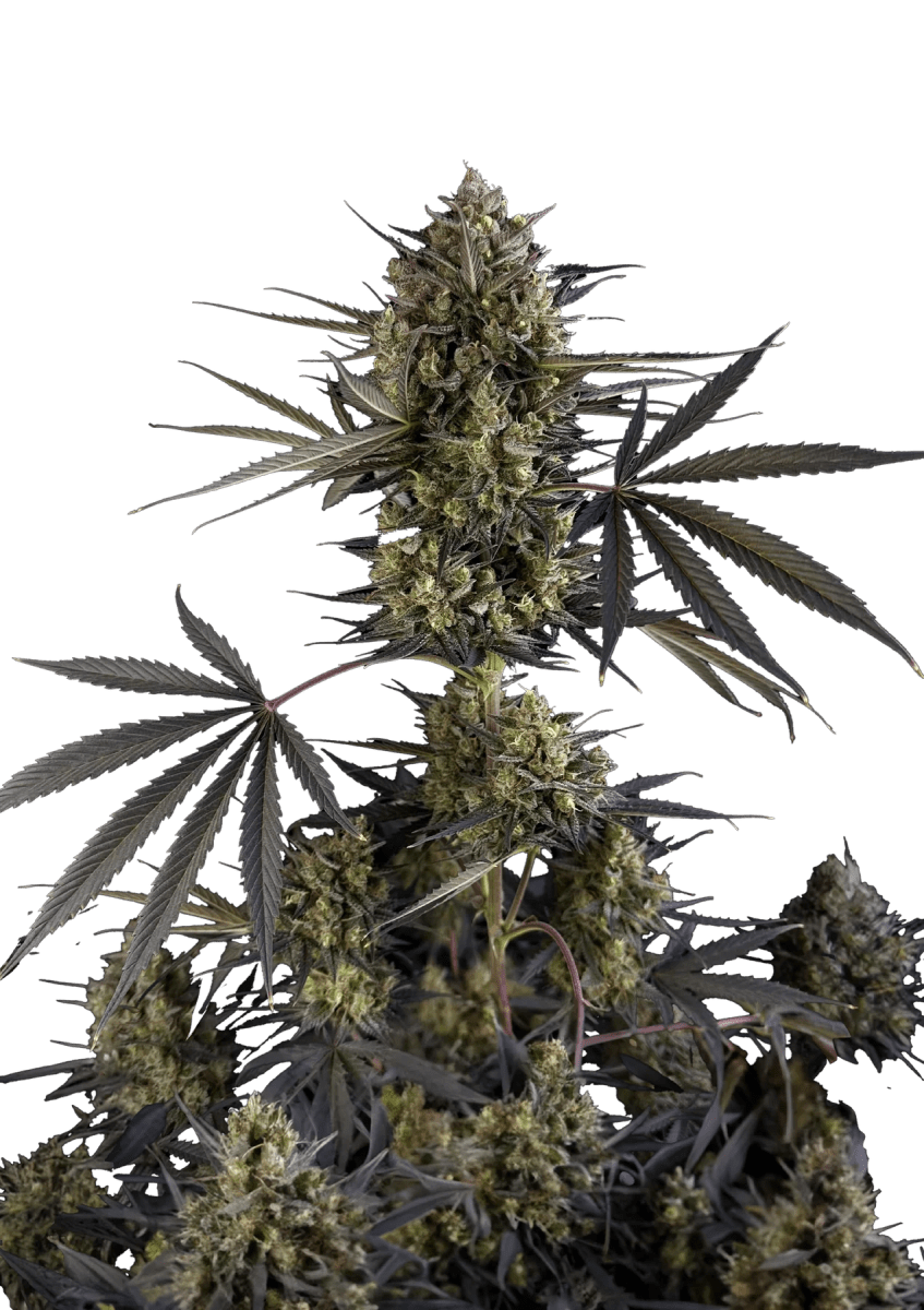 POUND CAKE AUTO-FAST BUDS PACK 3+22