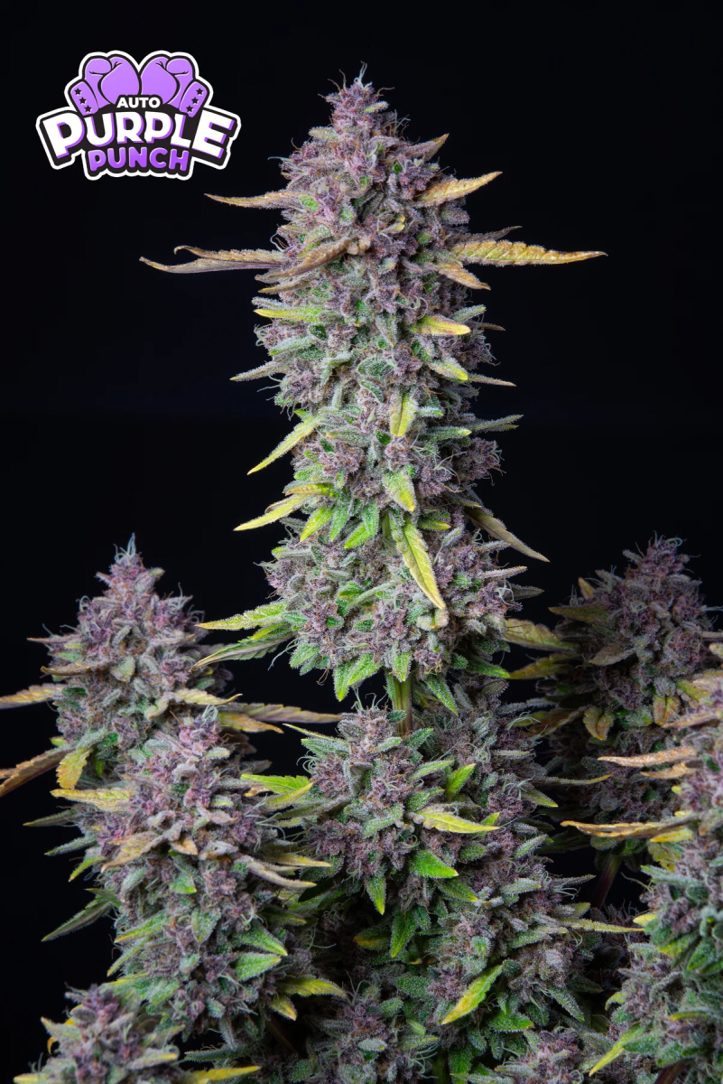 PURPLE PUNCH AUTO-FAST BUDS PACK 3+22