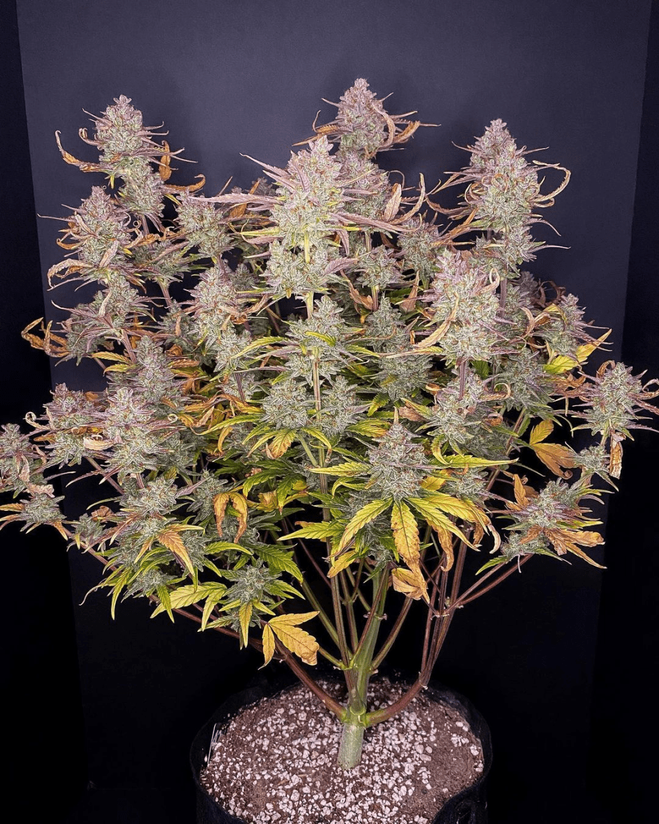 PURPLE PUNCH AUTO-FAST BUDS PACK 3+23