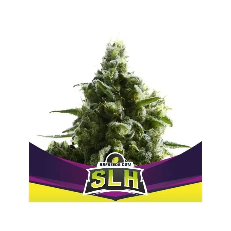 SUPER LEMON HAZE FEM-BSF SEEDS PACK X41