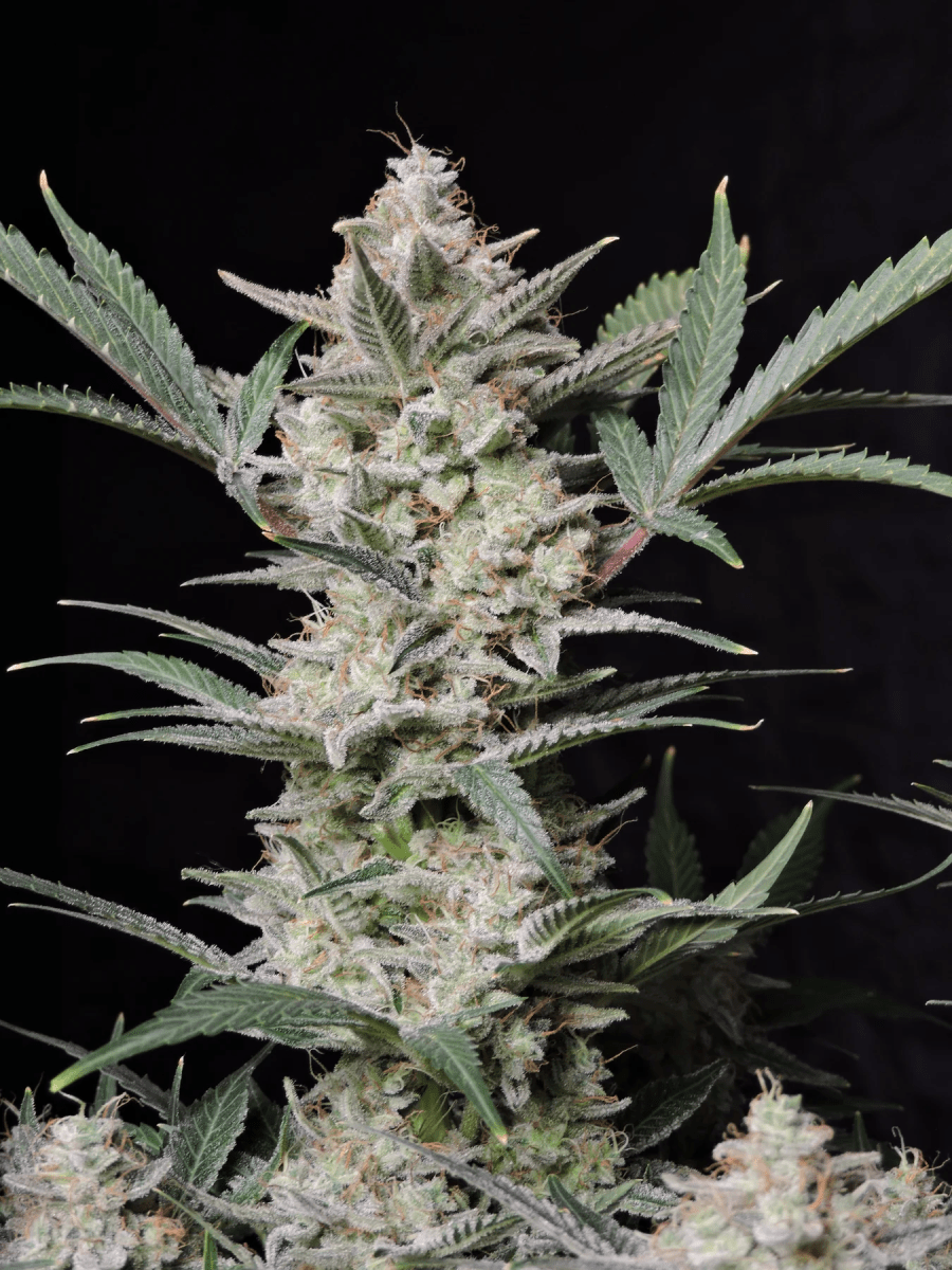 STRAWBERRY GORILLA AUTO-FAST BUDS PACK 3+22