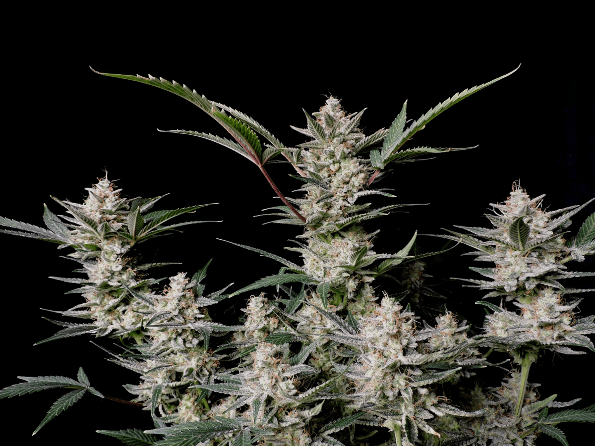 STRAWBERRY GORILLA AUTO-FAST BUDS PACK 3+23