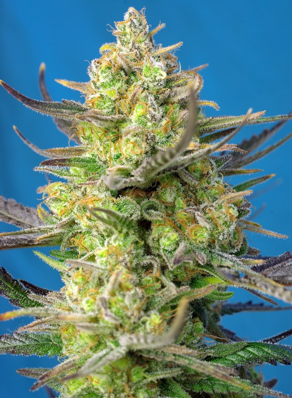 SWEET CHEESE XL AUTO-SWEET SEEDS PACK 3+12
