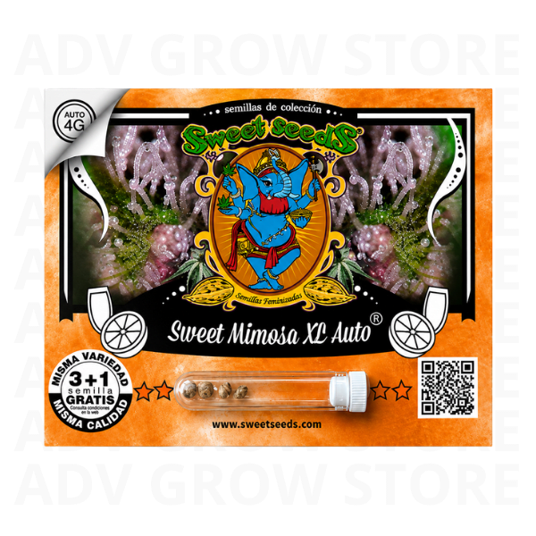 SWEET MIMOSA XL AUTO-SWEET SEEDS1