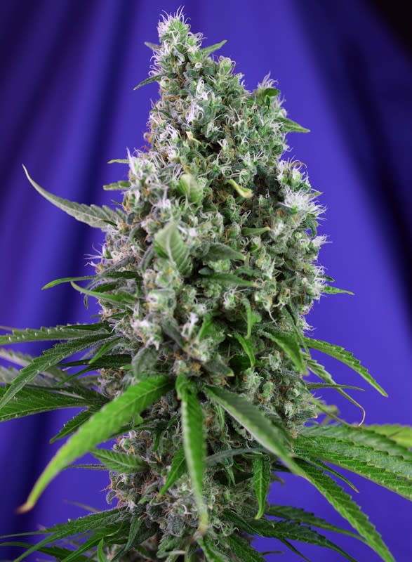 SWEET TRAINWRECK AUTO-SWEET SEEDS PACK 3+12