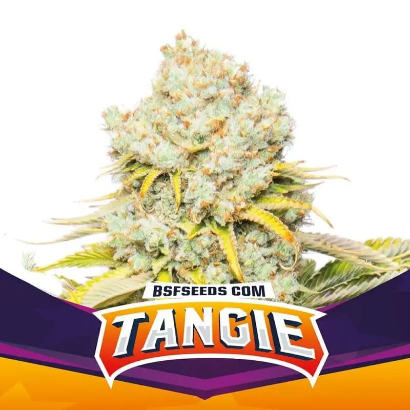 TANGIE FEM-BSF SEEDS PACK X41