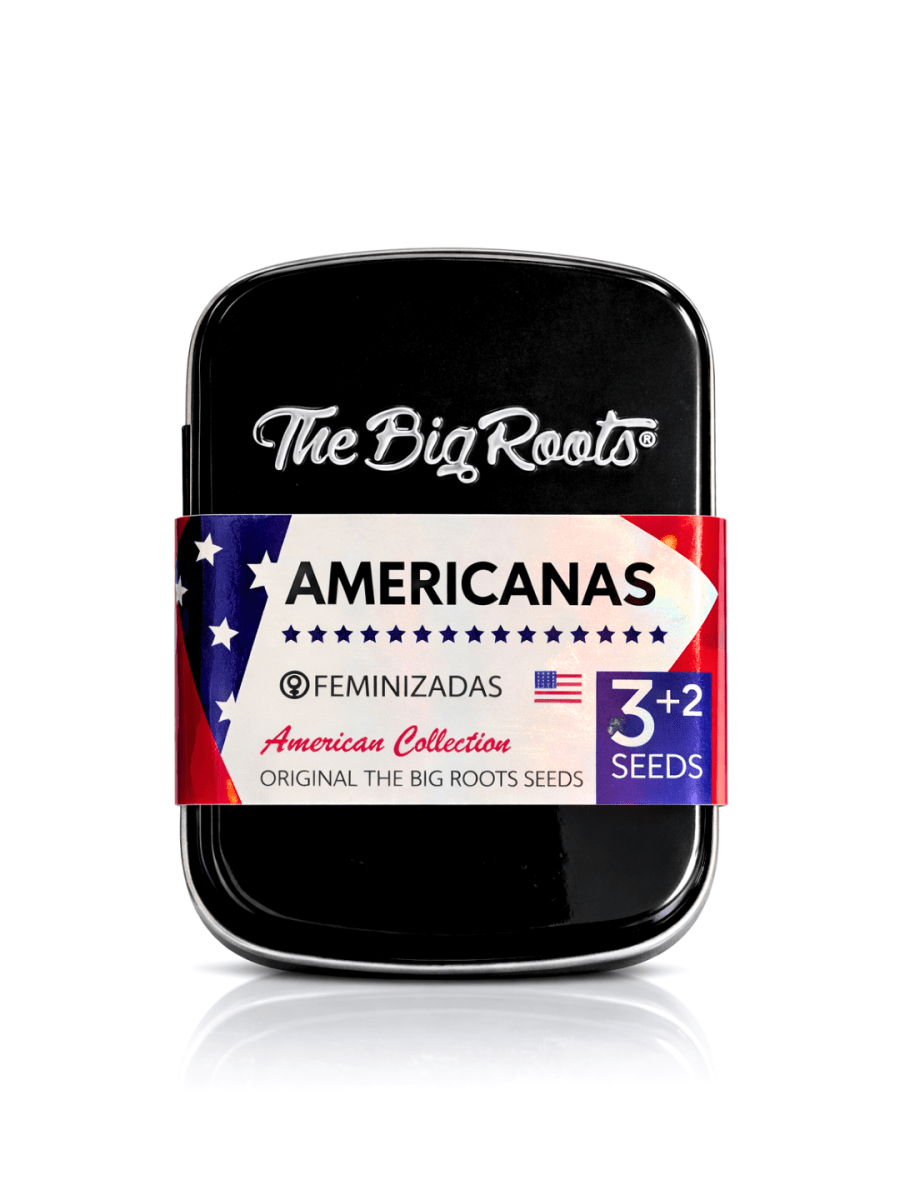 GELATO FEM-THE BIG ROOTS1