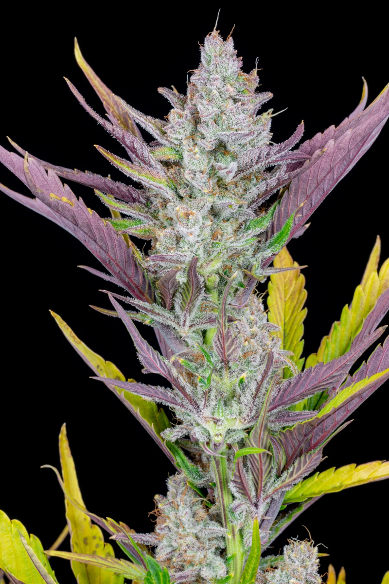 WEDDING GLUE AUTO-FAST BUDS PACK 3+22