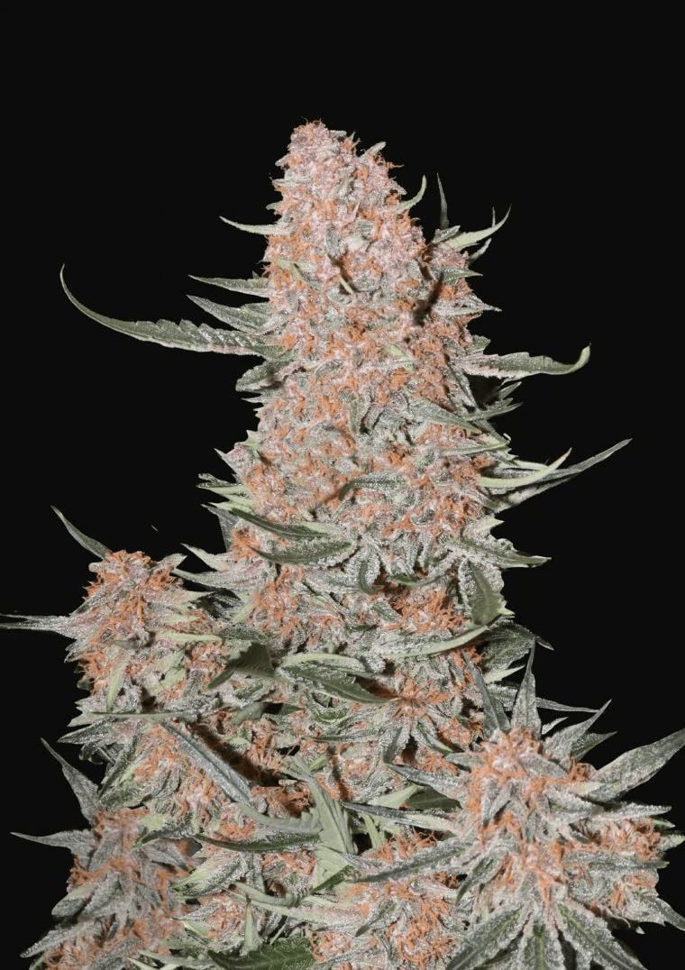 ZTRAWBERRIEZ AUTO-FAST BUDS PACK 3+22