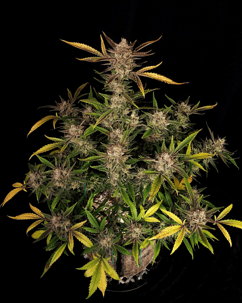 ZTRAWBERRIEZ AUTO-FAST BUDS PACK 3+23