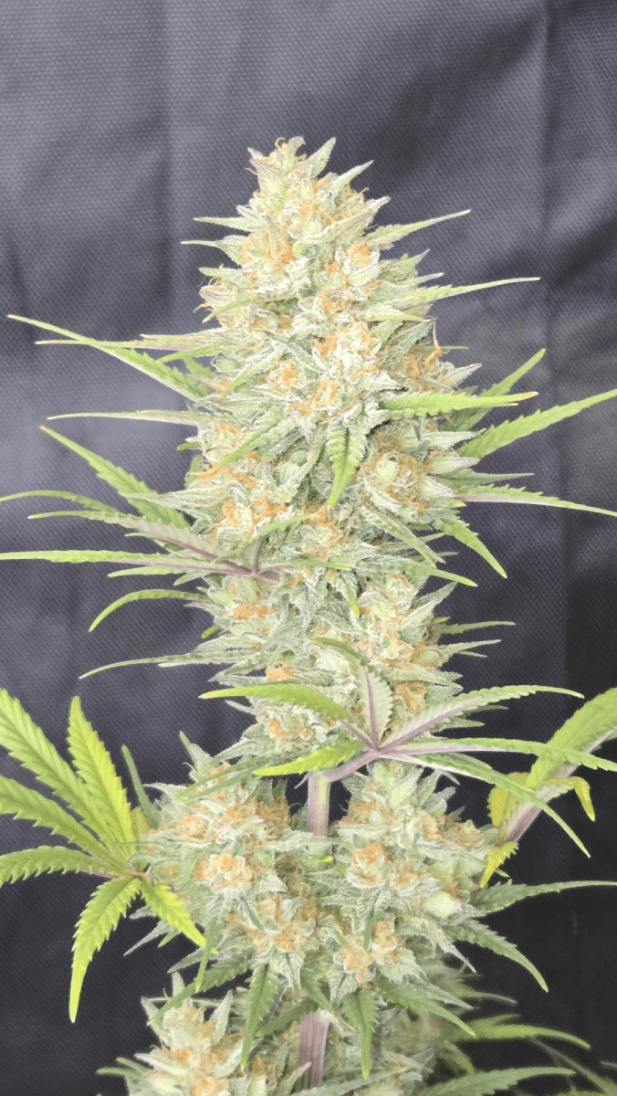Z-UP AUTO-FAST BUDS PACK 3+22