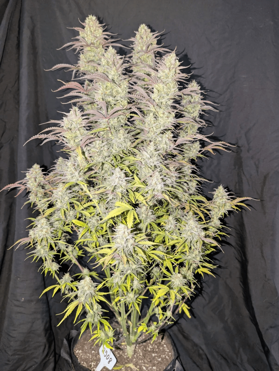 Z-UP AUTO-FAST BUDS PACK 3+23