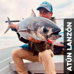 Atún Lanzón (Allothunnus fallai)