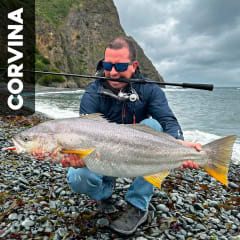 Corvina (Cilus gilberti)