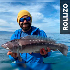 Rollizo (Pinguipes chilensis) 