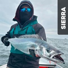 Sierra (Thyrsites atun)