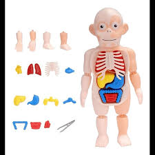HUMAN BOBY MODEL ANATOMICO CUERPO HUMANO ARMABLE JUGUETE CIENTIFICO 557061