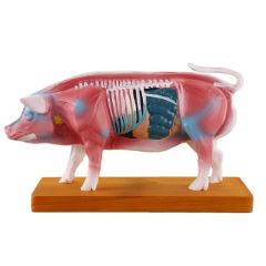 MAQUETA DE CERDO 11X22 CMS PARA ESTUDIO