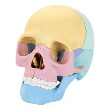 CRÁNEO HUMANO HUMAN SKULL ANATOMY MODEL  DESMONTABLE 55633