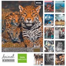 CUAD. UNIV. 7MM 100 HJS ANIMAL ROSS 29970-7