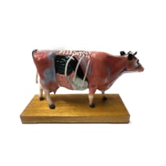 MAQUETA DE VACUNO 13X21 CMS PARA ESTUDIO