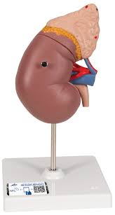 RIÑON C/GLANDULA SUPRA RENAL 2 PCS.2
