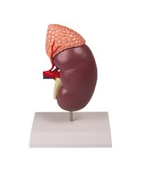 RIÑON C/GLANDULA SUPRA RENAL 2 PCS. 0