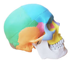 CRÁNEO HUMANO HUMAN SKULL ANATOMY MODEL  DESMONTABLE 556332