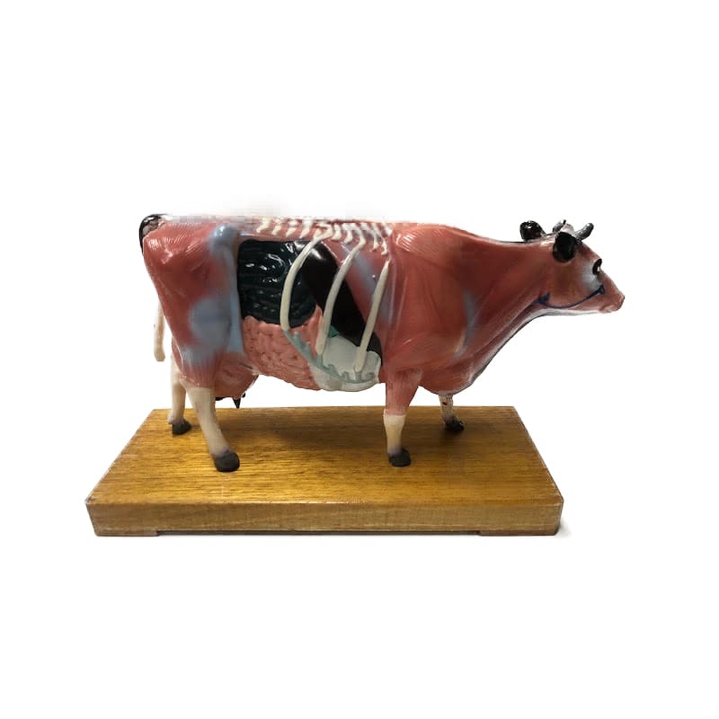 MAQUETA DE VACUNO 13X21 CMS PARA ESTUDIO 0