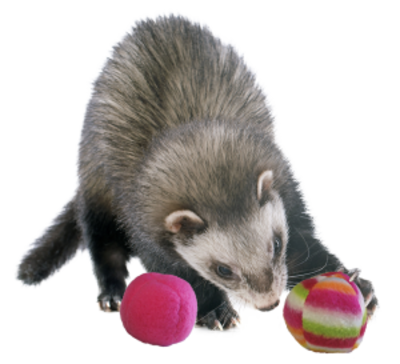 Mazuri Ferret Plush Bell Toy Mazuri Ferret Plush Bell Toy