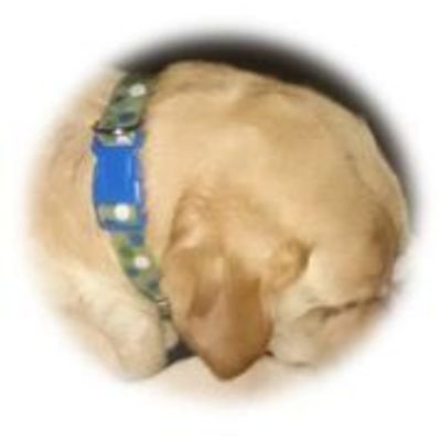 MasCan Collar Fluorescente perro MasCan Collar Fluorescente perro
