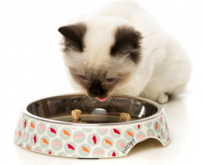 Fuzzyard Plato Gato Fuzzyard Plato Gato