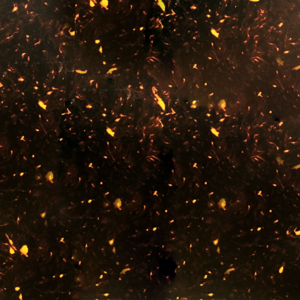 Lamina para Pickguard 300 x 450 mm. Mod: PC-TOR-PR. Color: Brown Pearloid. 4-ply  0