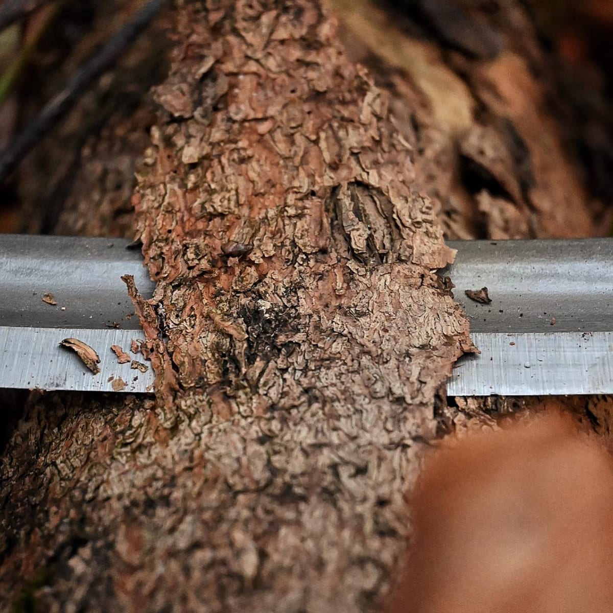 Desbastador Curvo 4002 Two Cherries de 250 mm de Ancho con Dos Mangos15