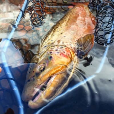 CHINGUILLO BOAT NET LUNKER 38¨1