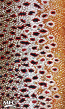 BANDANA FISH GAITER SUNDELL'S BROWN TROUT SKIN