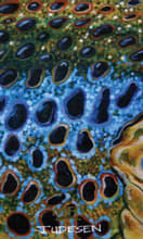 FISH GAITER UDESEN'S MONTANA BROWN TROUT