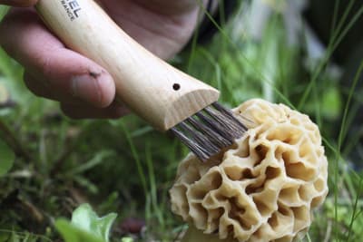 CUCHILLO PARA CHAMPIGNONS 