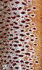 BANDANA FISH GAITER SUNDELL'S BROWN TROUT SKIN1