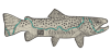 TOPO TROUT STICKER1 TOPO TROUT STICKER1