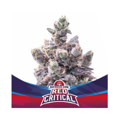 Bsf Auto Red Critical