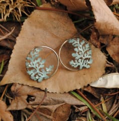 Aros Asplenium