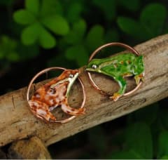 Aros Ranita de Darwin