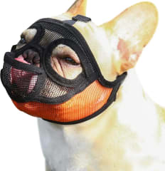 Bozal Perros Braquicéfalos